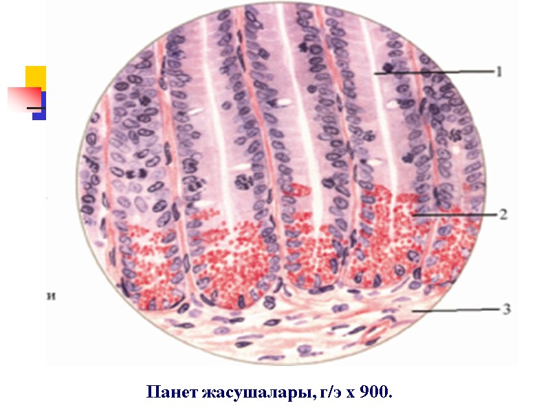 Панет жасушалары, г/э х 900.